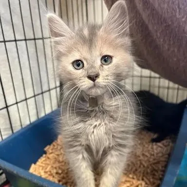 A baby small-sized female Domestic Medium Hair cat named Orchard for adoption in Danbury, CT