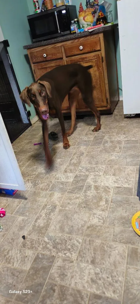 Finn