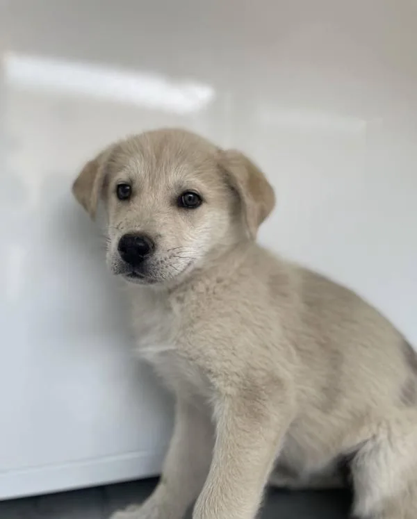 A baby medium-sized female Siberian Husky dog named Astrid for adoption in Victorville, CA