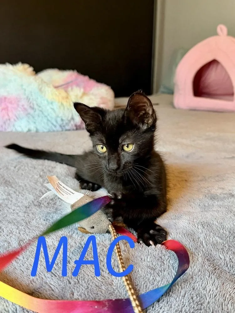 A baby medium-sized male Black Domestic Medium Hair cat named Mac for adoption in Oakdale, CA
