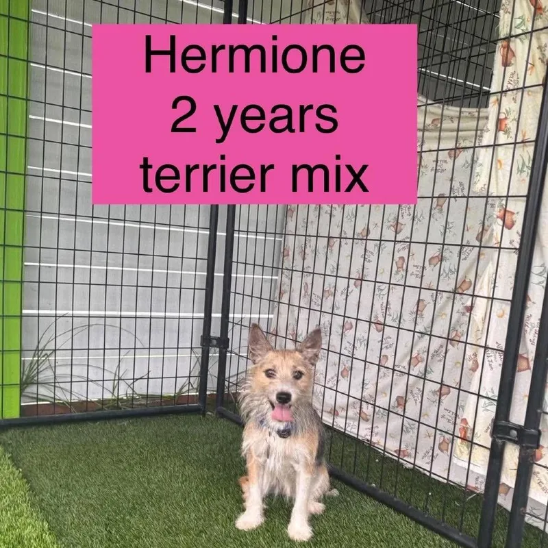 An adult small-sized female Yellow / Tan / Blond / Fawn Terrier dog named Hermione for adoption in Tampa, FL