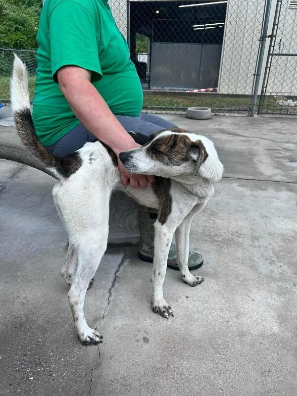 An adult medium-sized female White / Cream Hound dog named Ella for adoption in Burgaw, NC