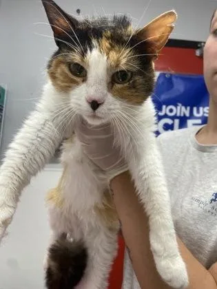 An adult small-sized female Domestic Short Hair cat named Creamsicle for adoption in West Chester, PA