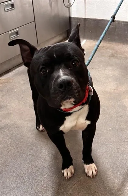 A young medium-sized male Pit Bull Terrier dog named Bowser for adoption in Upper Marlboro, MD