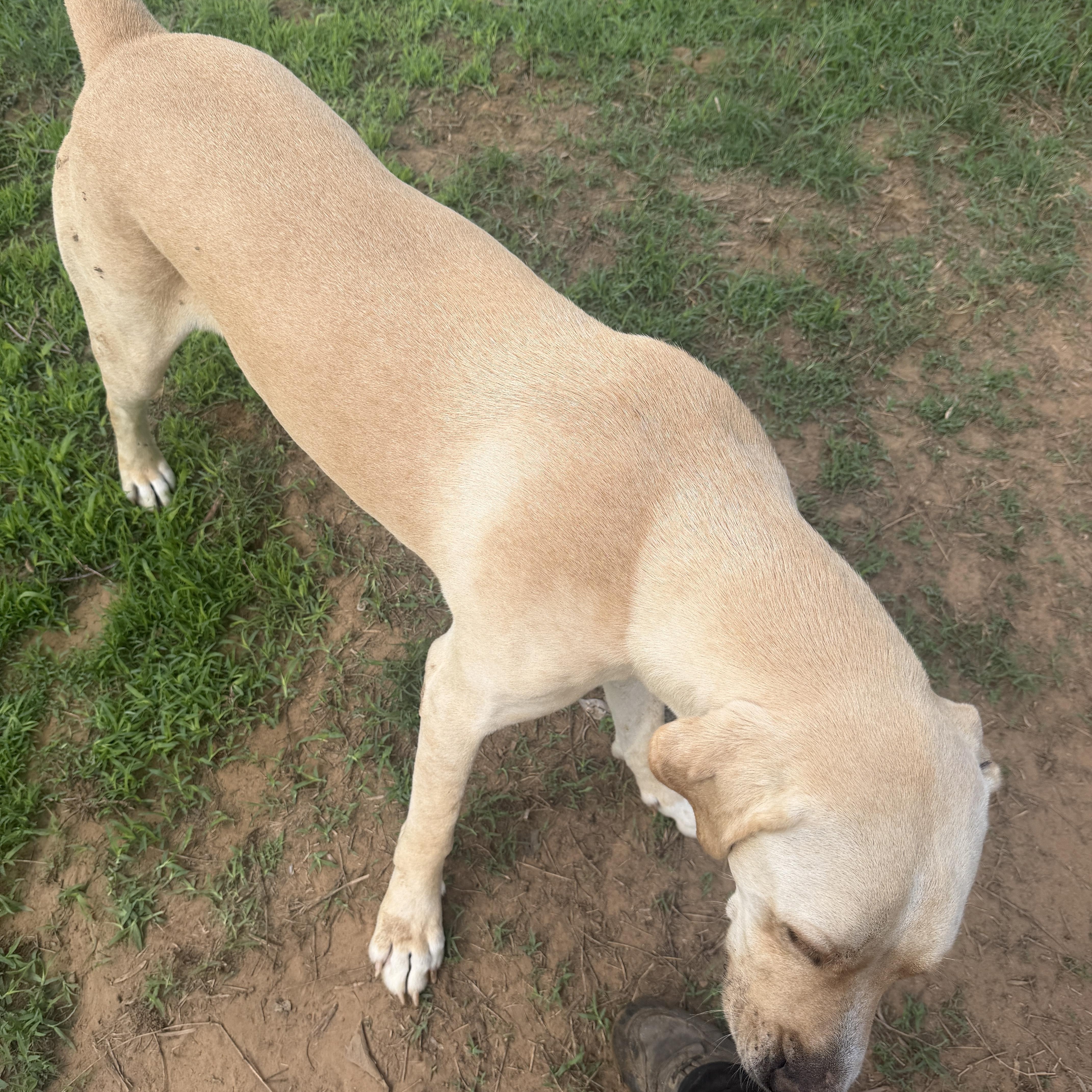 An adult large-sized male Yellow Labrador Retriever dog named O'hara for adoption in Seguin, TX