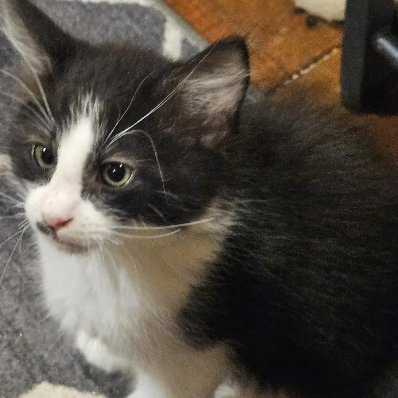 A baby small-sized male Black Domestic Short Hair cat named Cedar for adoption in Los Angeles, CA