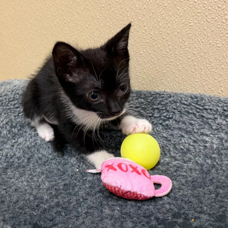 A baby small-sized female Brown / Chocolate Domestic Short Hair cat named Truffles for adoption in Santa Barbara, CA