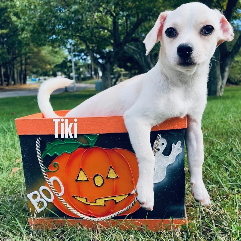 A young small-sized female Chihuahua dog named Tiki for adoption in University Place, WA