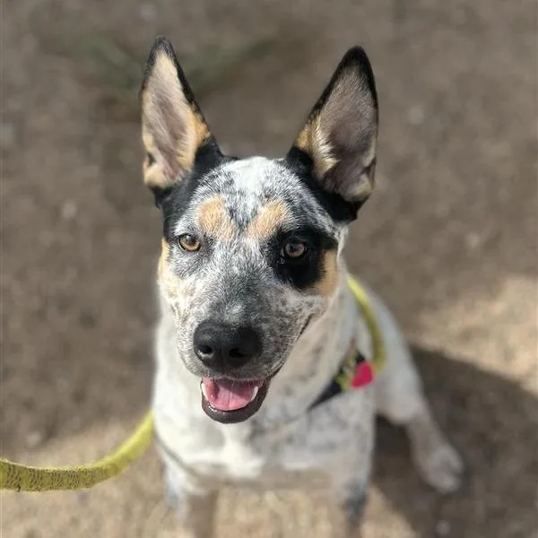 A young small-sized female Cattle Dog named Patch for adoption in Phoenix, AZ