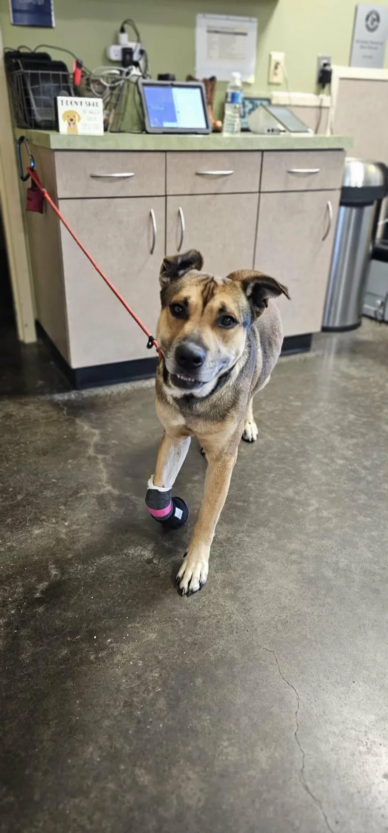 An adult medium-sized male Shepherd dog named Found Stray: Buddy for adoption in Rockwall, TX