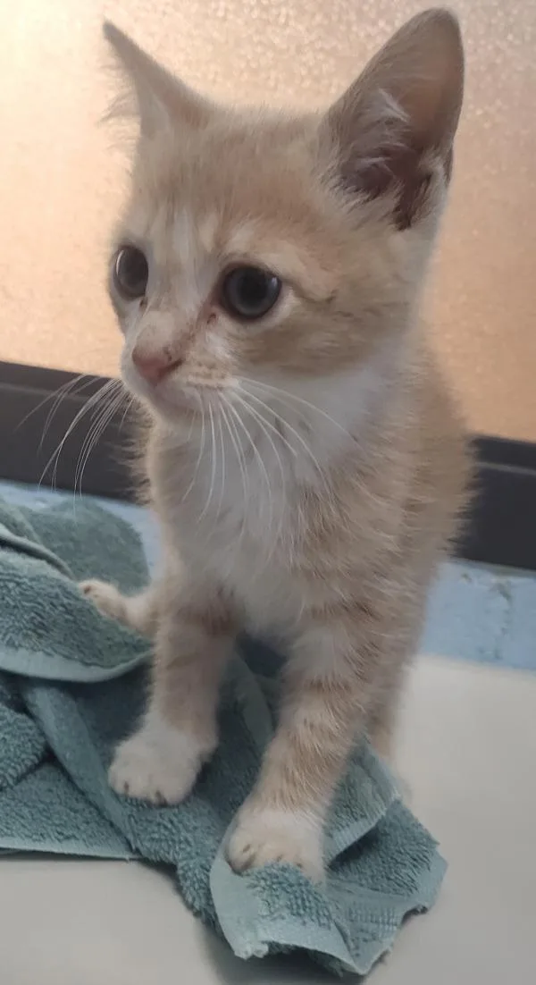 A baby small-sized male Domestic Short Hair cat named Pen for adoption in Lawrenceville, GA