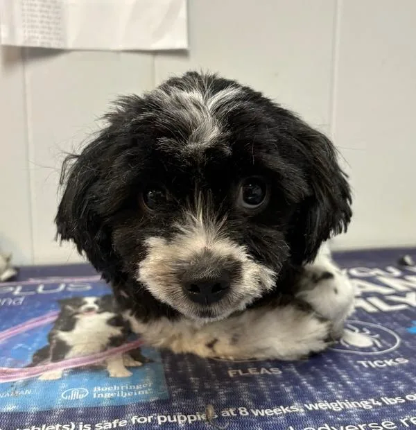 An adult small-sized female Tricolor (Brown, Black, & White) Shih Tzu dog named Monster for adoption in Rochester, IN