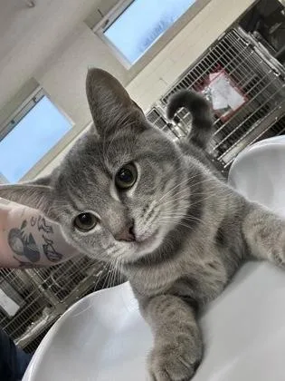 A baby small-sized female Domestic Short Hair cat named Audra for adoption in Cincinnati, OH