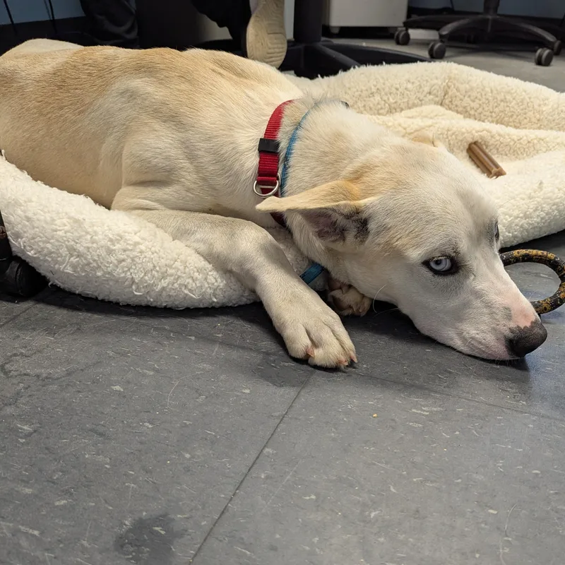 A young medium-sized male White / Cream Husky dog named Rigby for adoption in Allegan, MI