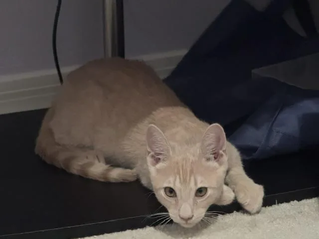 A baby small-sized male Domestic Short Hair cat named Shiloh Sunshine for adoption in Chandler, AZ