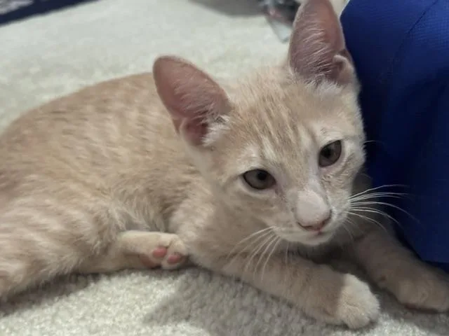 Shiloh Sunshine thumbnail 2