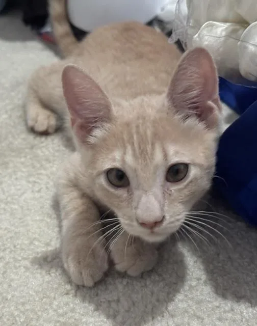 Shiloh Sunshine thumbnail 3