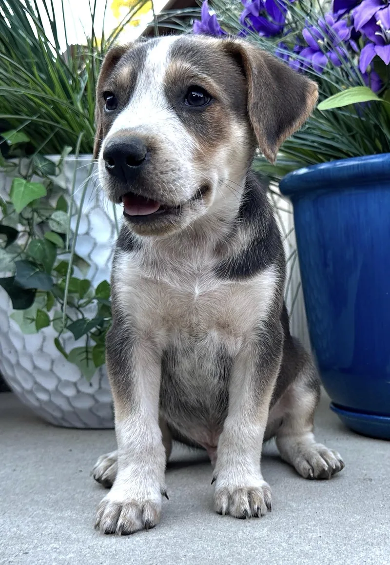 A baby medium-sized male Sable Husky dog named Milky Way Mini for adoption in Andover, MA