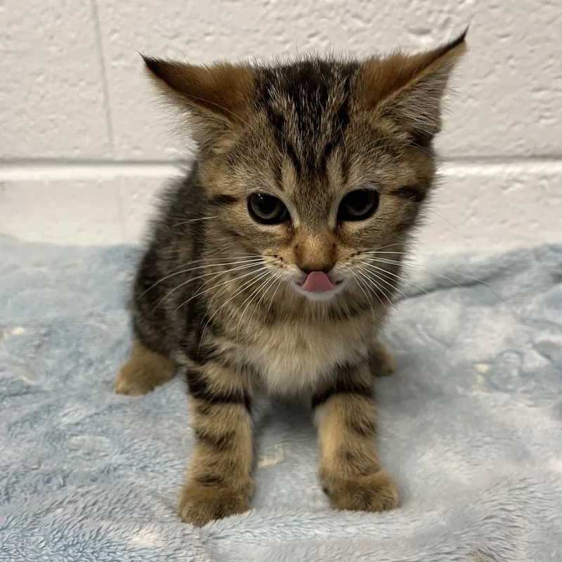 A baby small-sized female Domestic Short Hair cat named Dainty for adoption in Spruce Pine, NC