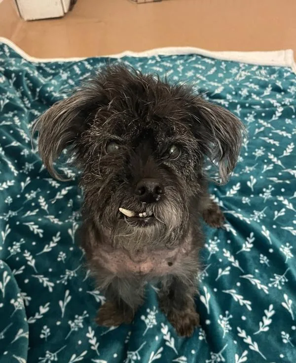 A senior small-sized male Terrier dog named Rupert for adoption in San Diego, CA