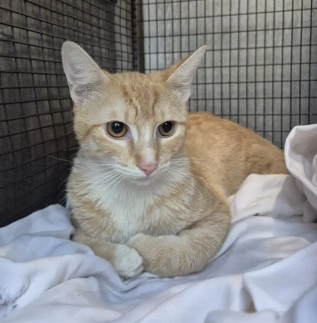 A young small-sized male Domestic Short Hair cat named A for adoption in San Antonio, TX