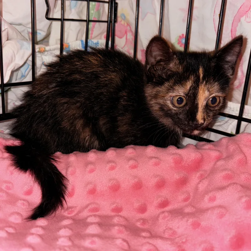 A baby small-sized female Tortoiseshell Domestic Short Hair cat named Munchkin for adoption in LITTLE MOUNTAIN, SC
