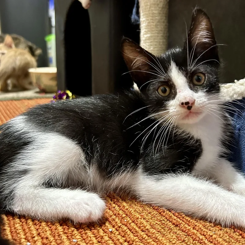 A baby medium-sized male Domestic Short Hair cat named Fa for adoption in Warwick, RI