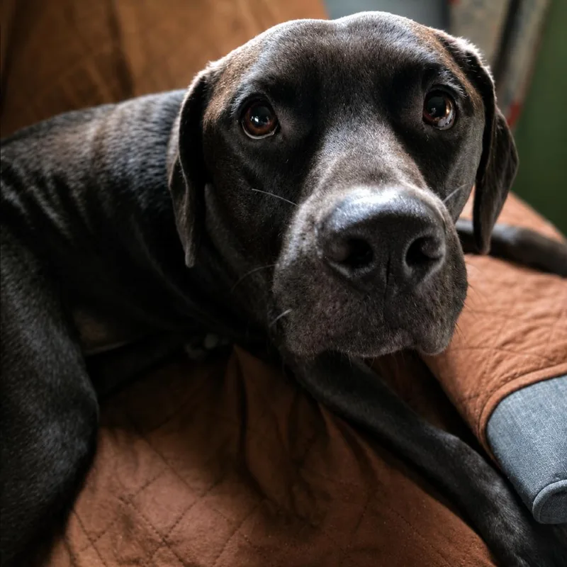 A young small-sized male Brown / Chocolate Chocolate Labrador Retriever dog named Jerbear for adoption in Rogersville, MO