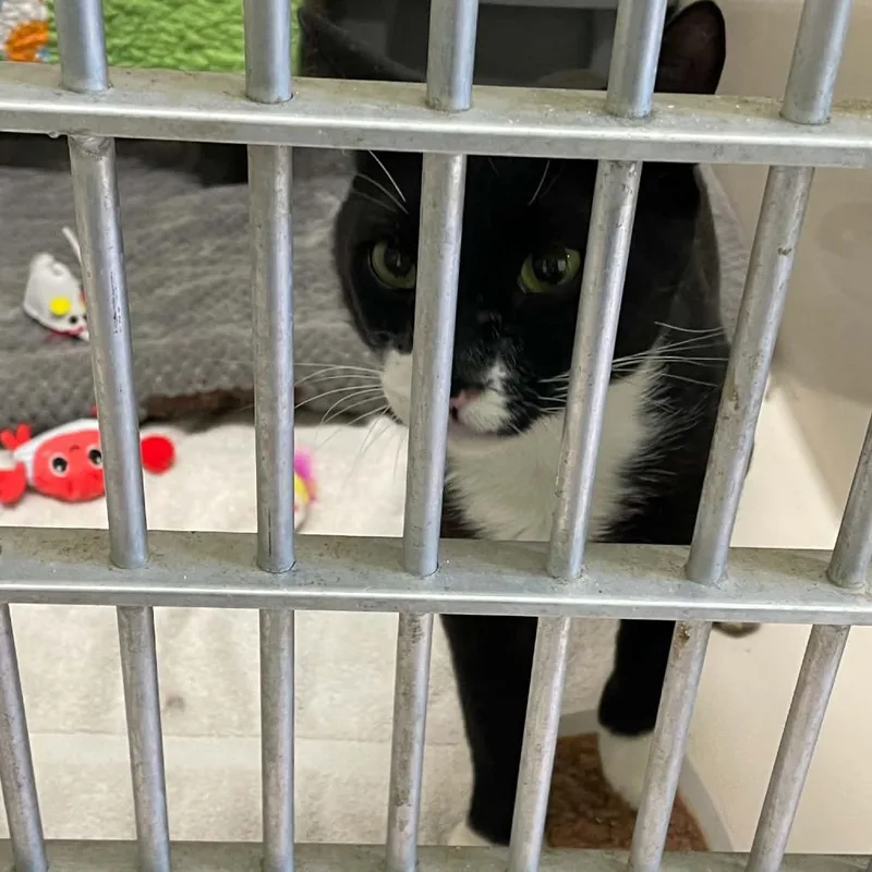 A young large-sized male Domestic Short Hair cat named Walker for adoption in St. Helena, CA