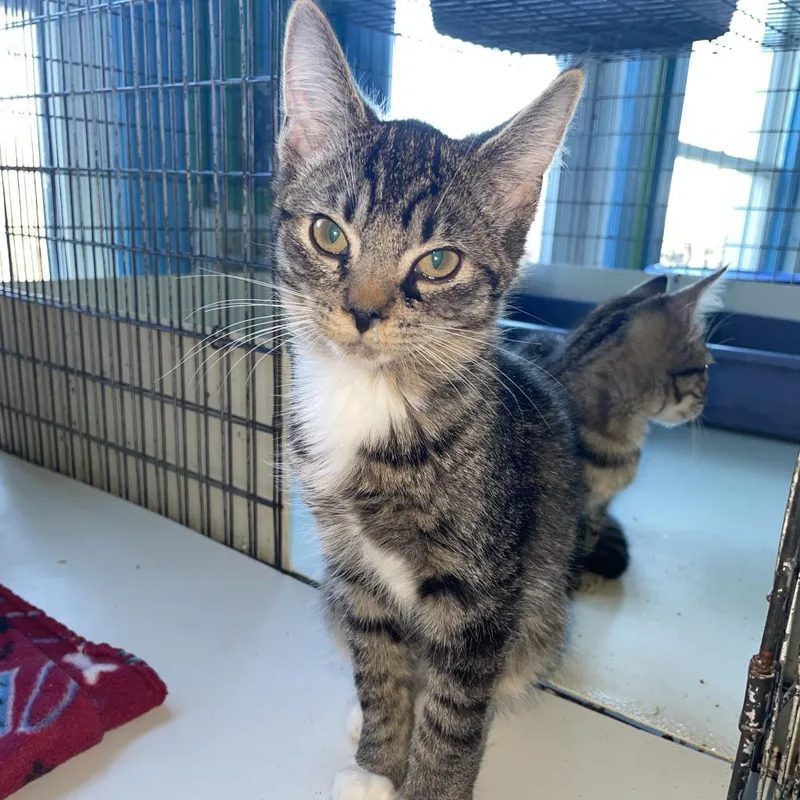 An adult medium-sized male Black Domestic Short Hair cat named Sebastian for adoption in East Smithfield , PA