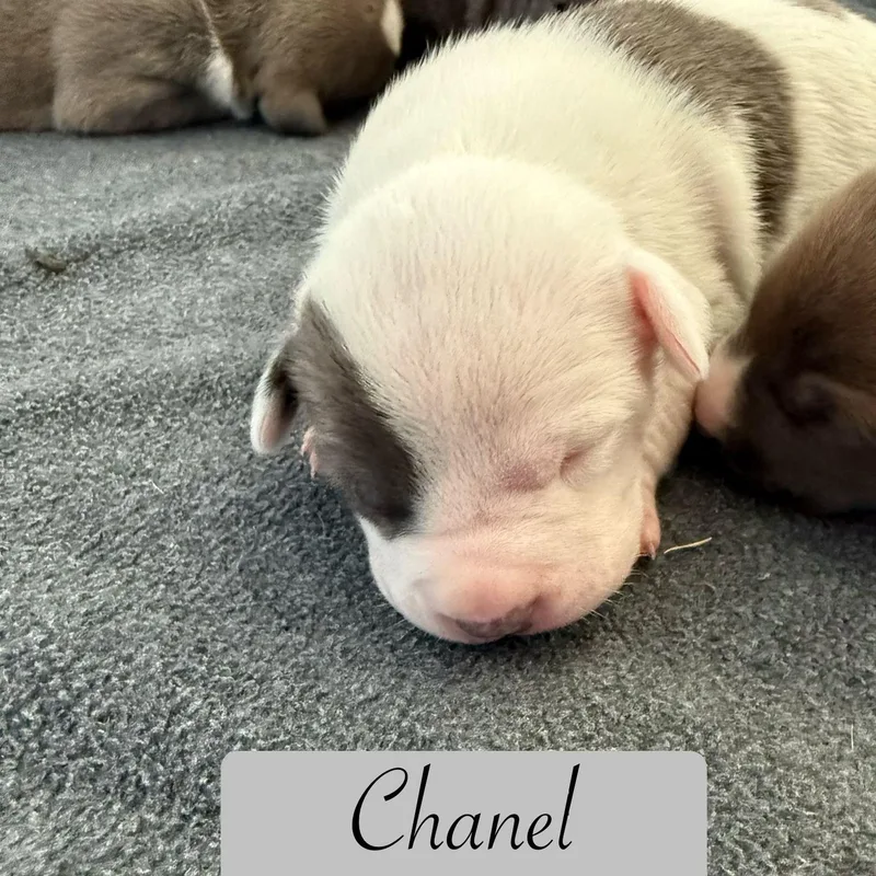 A baby medium-sized female Gray / Blue / Silver Pit Bull Terrier dog named Chanel for adoption in Brentwood, CA
