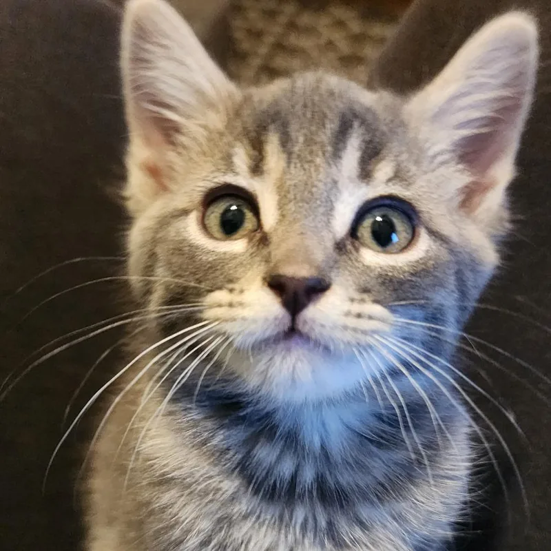 A baby small-sized female Gray / Blue / Silver Domestic Short Hair cat named Bobbie for adoption in Long Beach, CA