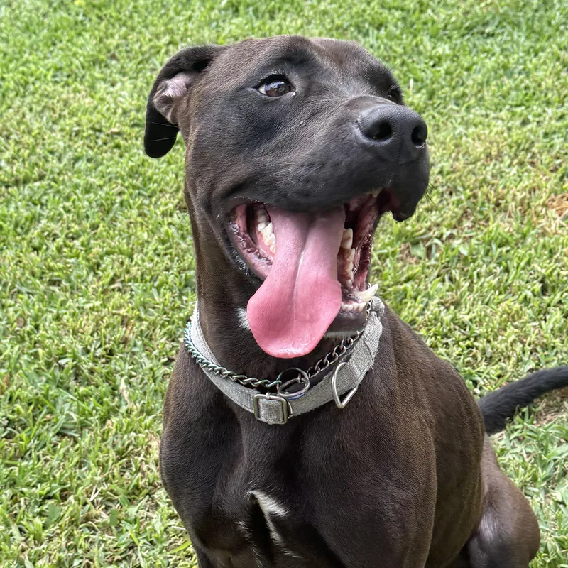 A young medium-sized male Brown / Chocolate Mixed Breed dog named Diesel for adoption in Houston, TX
