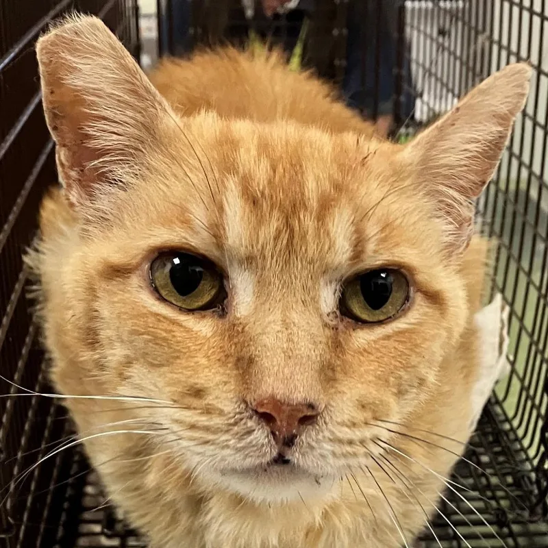 A senior medium-sized male Orange / Red Domestic Short Hair cat named Barbosa for adoption in Las Cruces, NM
