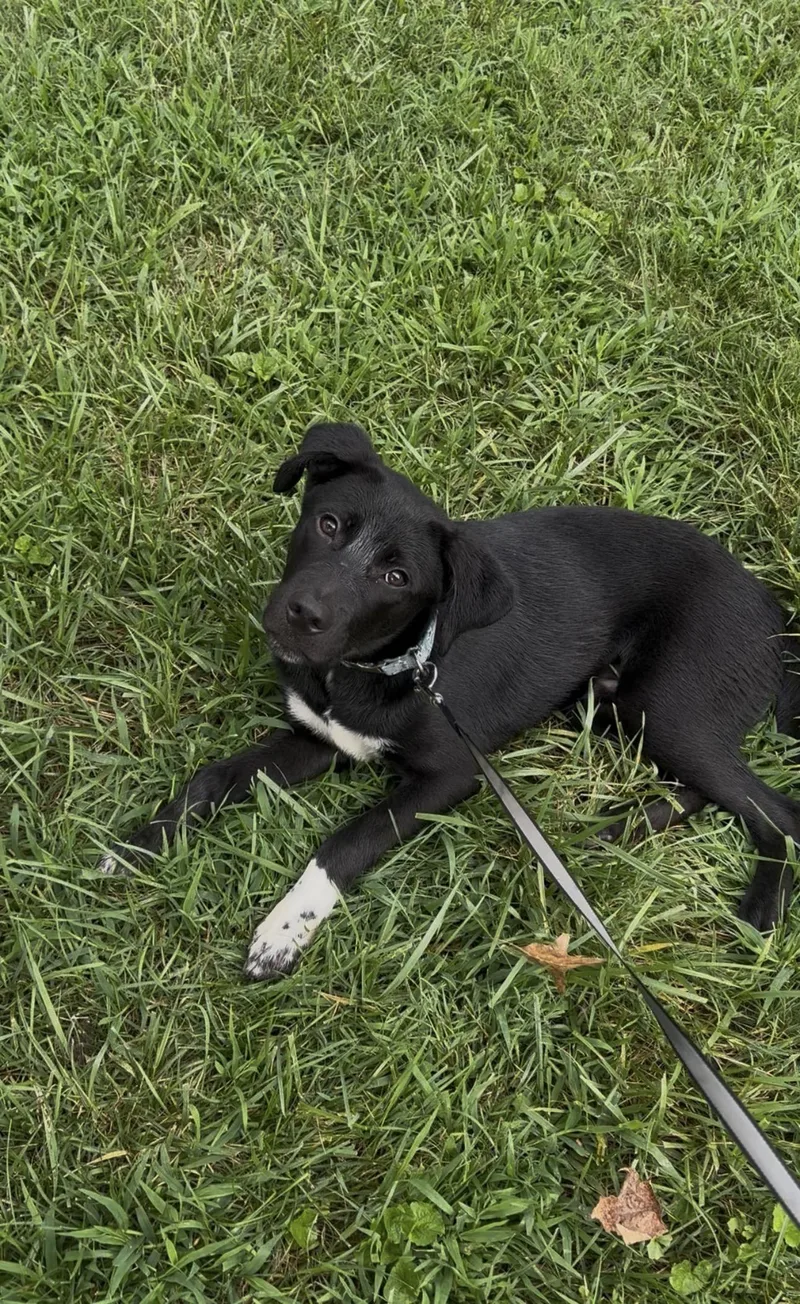 Navi