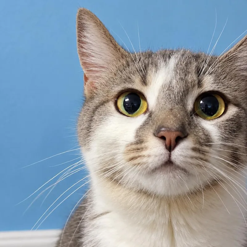 A young small-sized female Gray / Blue / Silver Domestic Short Hair cat named Jasmine for adoption in Hemet, CA