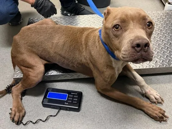 An adult medium-sized female American Staffordshire Terrier dog named Bindi for adoption in Tulare, CA