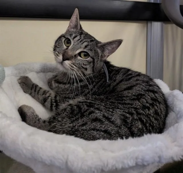 A young medium-sized female Domestic Short Hair cat named Erzar for adoption in Lancaster, CA