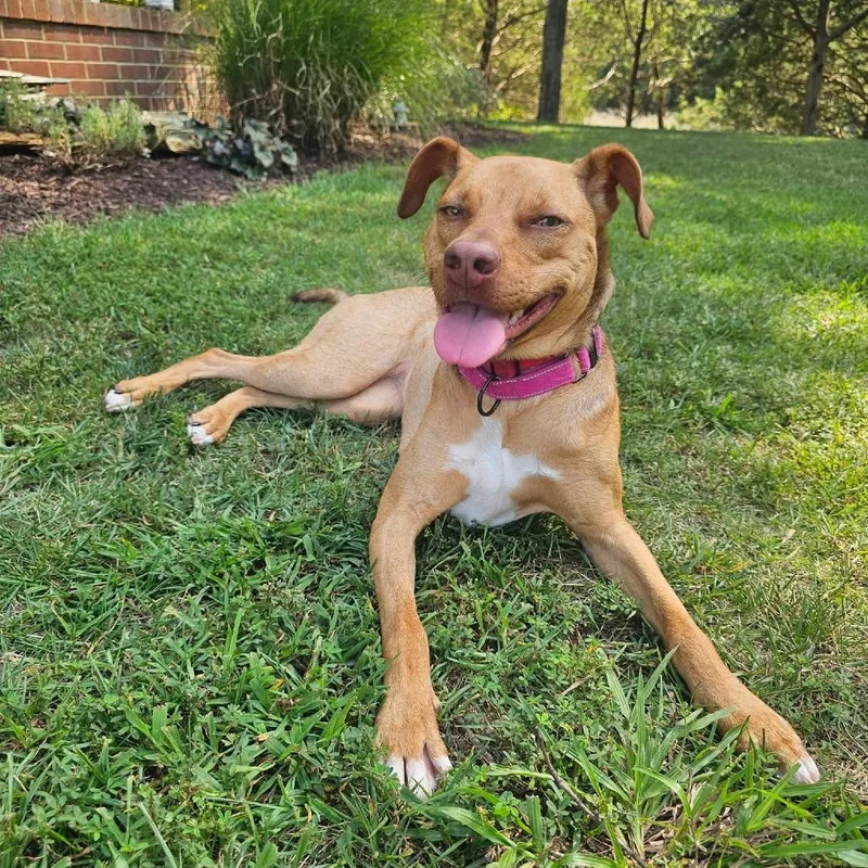 An adult medium-sized female Brown / Chocolate Mixed Breed dog named Peanut for adoption in Fredericksburg, VA