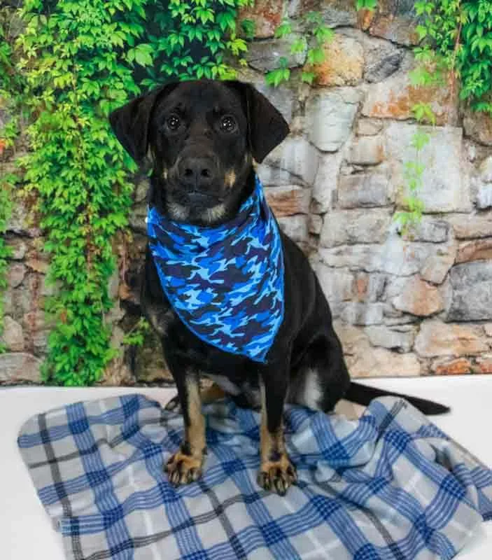 An adult large-sized male Labrador Retriever dog named Orson for adoption in Kennesaw, GA