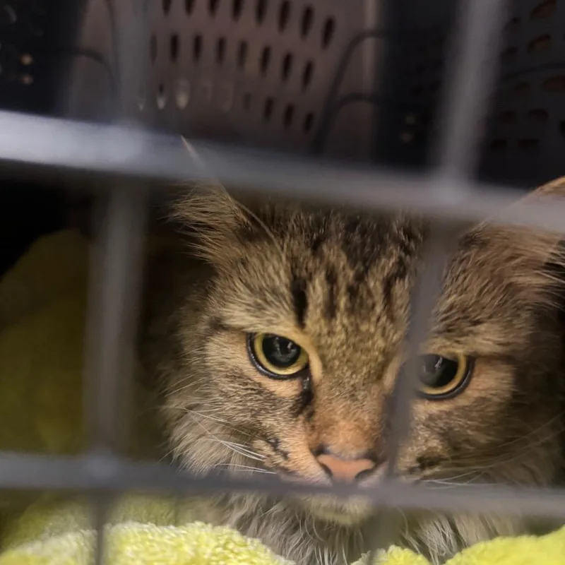 An adult medium-sized female Brown / Chocolate Domestic Medium Hair cat named Grandmas Fine China for adoption in York, PA