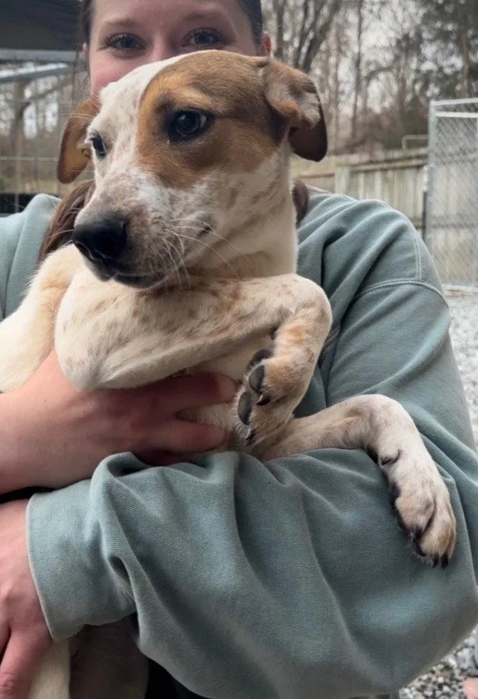 A young medium-sized female Cattle Dog dog named Rumor for adoption in Thomasville, NC