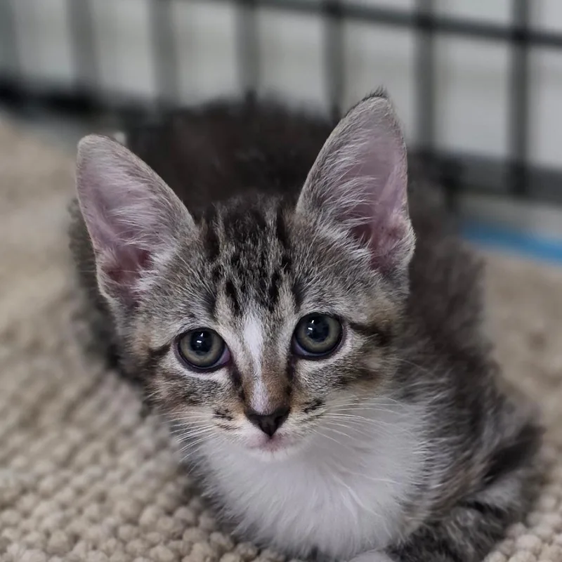 A baby small-sized female Gray / Blue / Silver Domestic Short Hair cat named Dakota for adoption in Bronson, FL