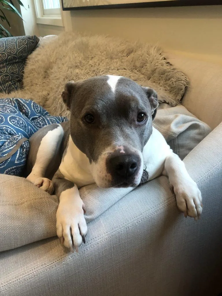 A senior medium-sized female Staffordshire Bull Terrier dog named Lil for adoption in Napa, CA