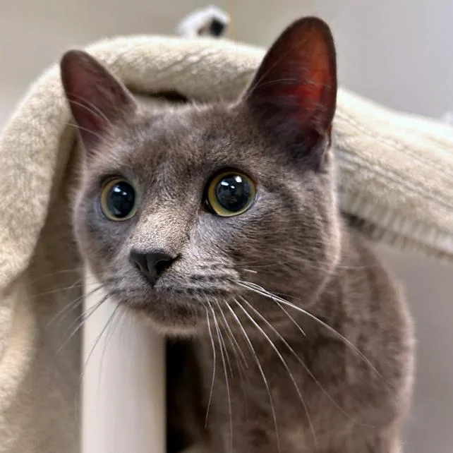 A young medium-sized male Gray / Blue / Silver Domestic Short Hair cat named Toby for adoption in Woodinville, WA