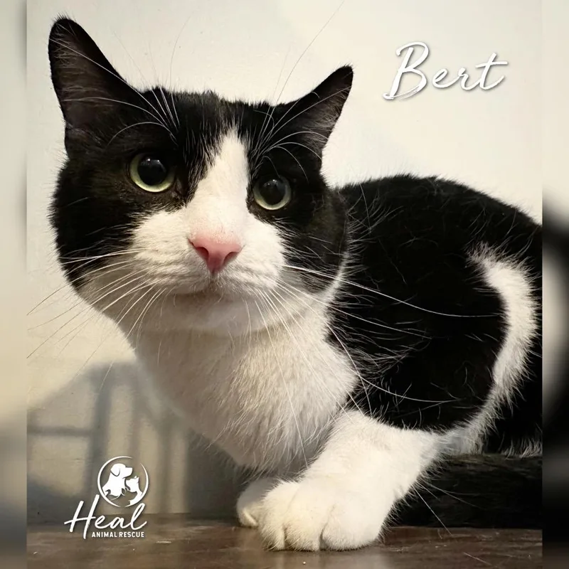 An adult small-sized male Black Domestic Short Hair cat named Bert for adoption in Youngwood, PA