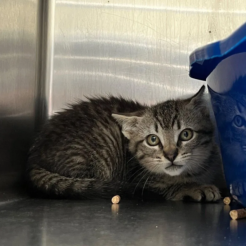 A baby small-sized male Brown / Chocolate Domestic Short Hair cat named Thor for adoption in Oakland, CA