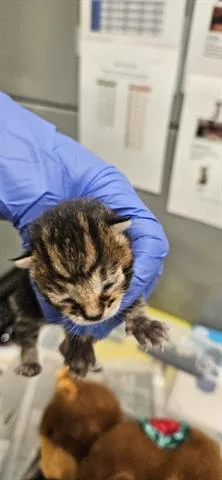 A baby small-sized male Domestic Short Hair cat named Sixseven for adoption in San Martin, CA