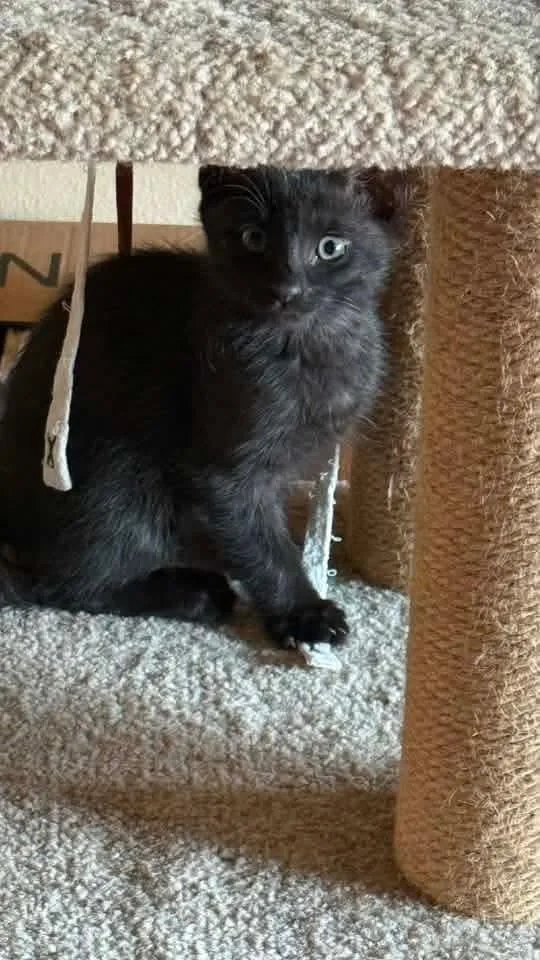 A baby small-sized male Black Domestic Short Hair cat named Luke for adoption in Vancouver, WA