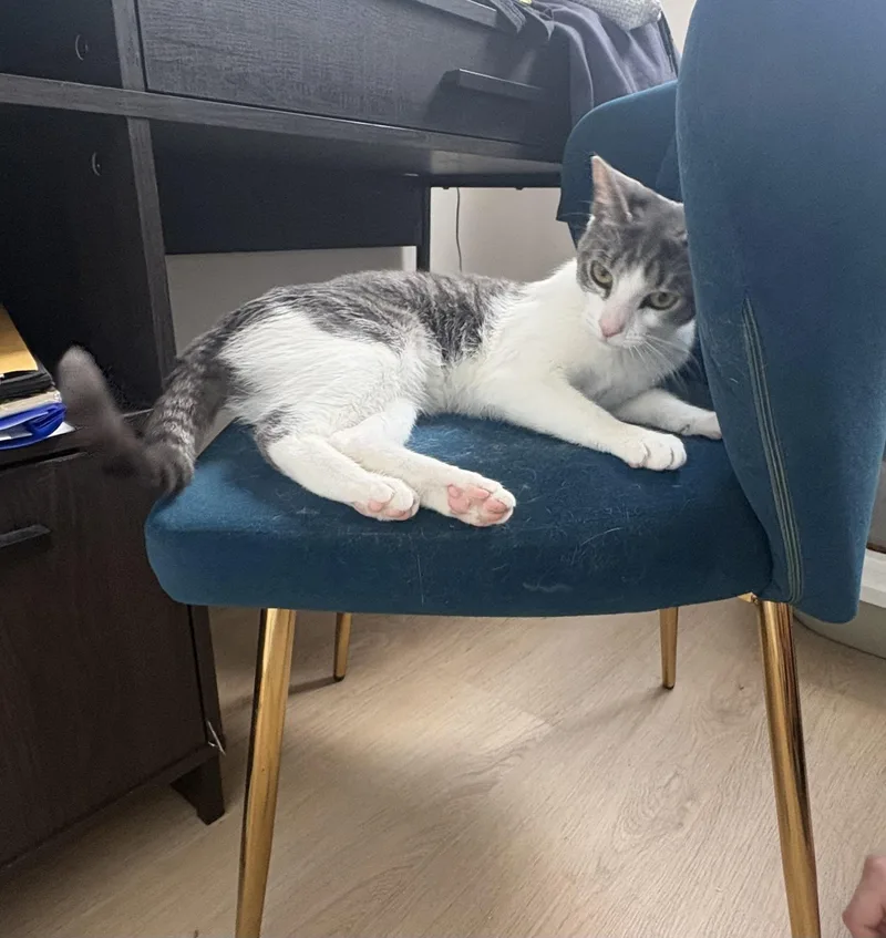 A young medium-sized female Domestic Short Hair cat named Nori for adoption in Weehawken, NJ